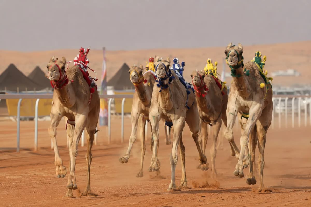 Camel race with robot jockeys at the King Abdulaziz Camel Festival near Riyadh