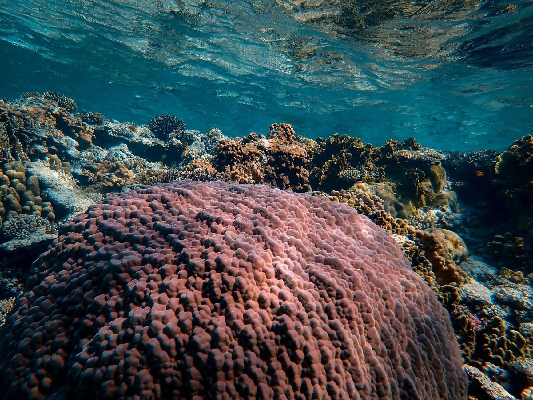 Diving & Snorkeling