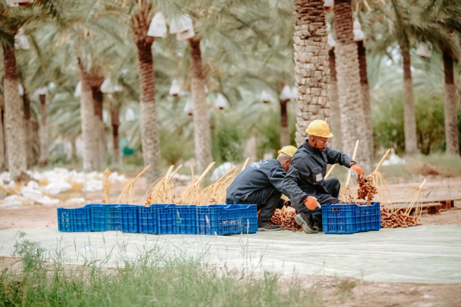 Date Farms in Al Kharj